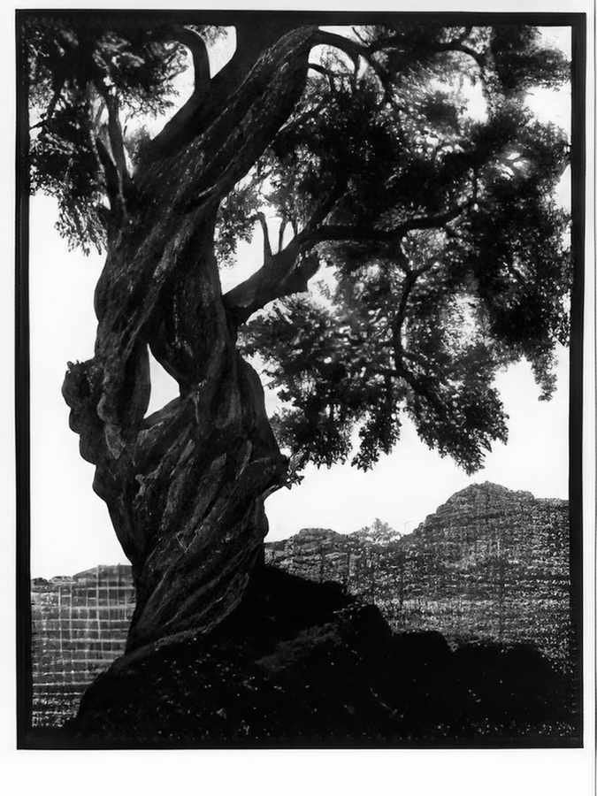 old olive tree corsica mc escher 1934 A4 Photo Print