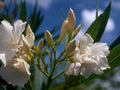 oleander water drops1980s 1990s A4 Photo Print