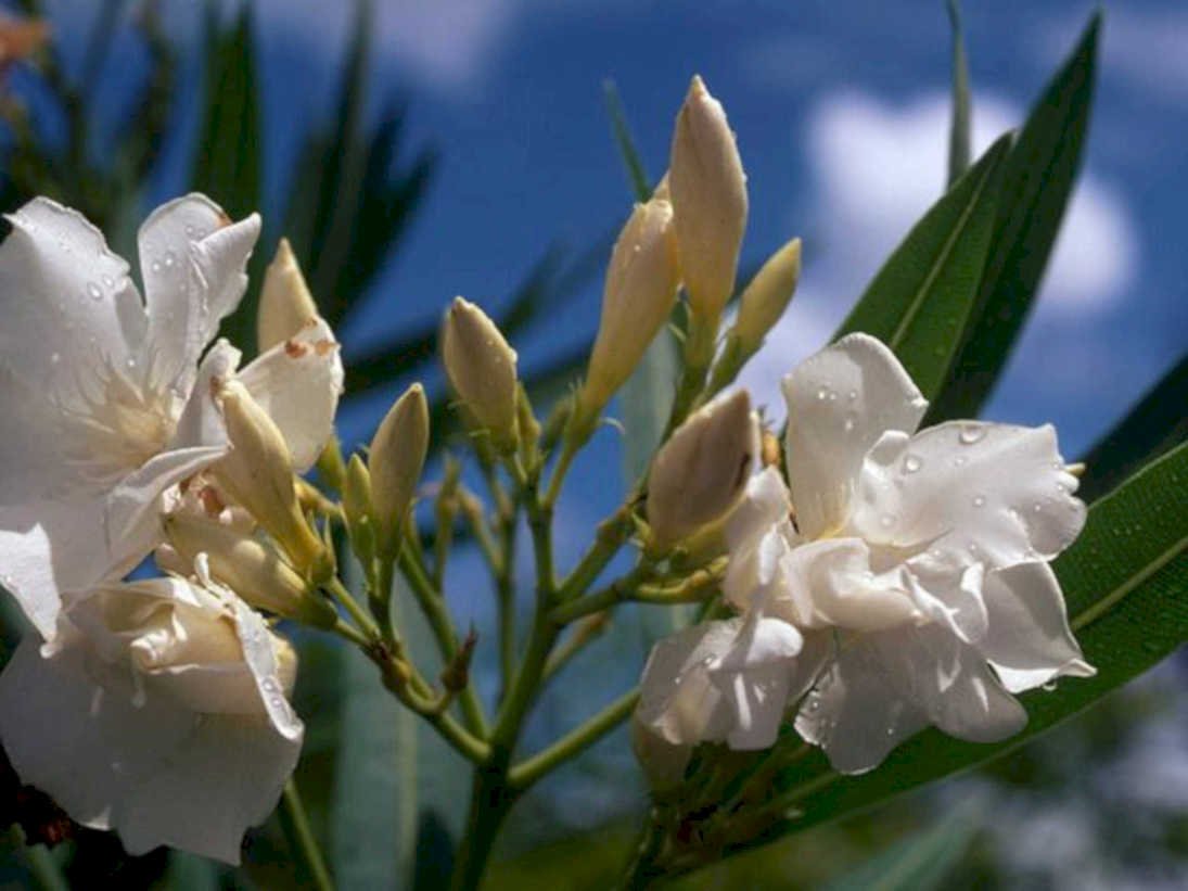 oleander water drops1980s 1990s A4 Photo Print