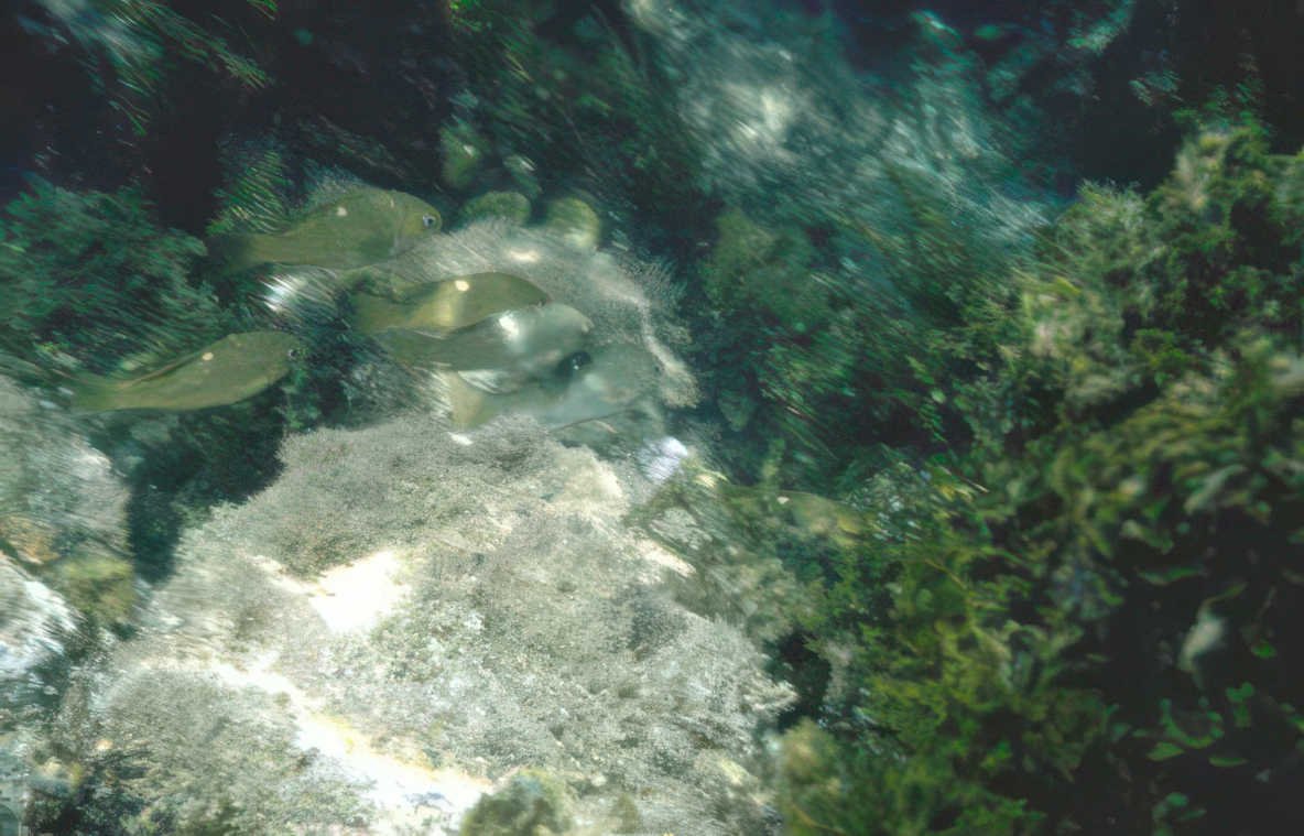 olive flounders sponge Vintage A4 Photo Print