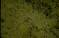 olive gold veins Vintage A4 Photo Print