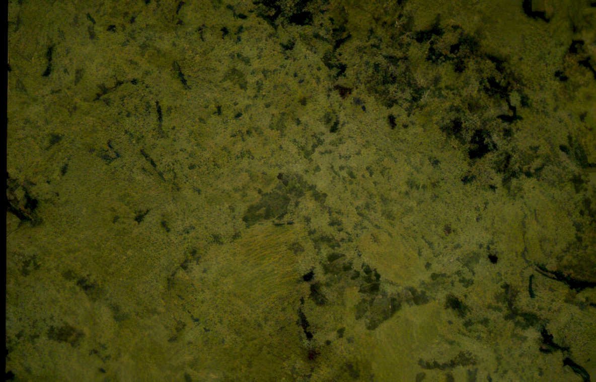olive gold veins Vintage A4 Photo Print