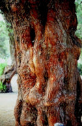 olive tree trunk1980s 1990s A4 Photo Print