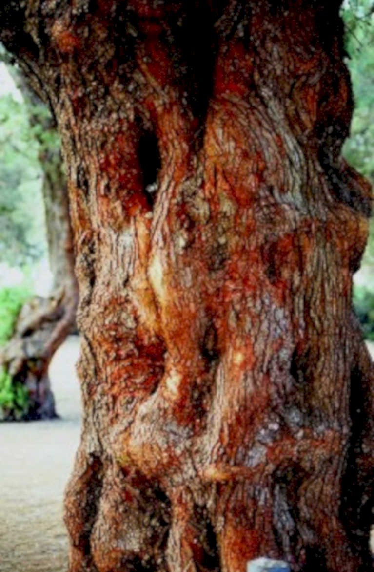 olive tree trunk1980s 1990s A4 Photo Print