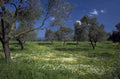 olive wildflowers grove 1980s 1990s A4 Photo Print