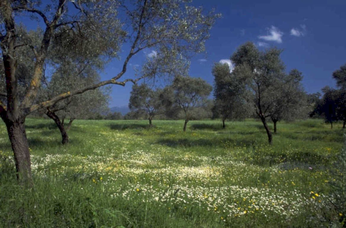 olive wildflowers grove 1980s 1990s A4 Photo Print