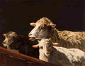 oliveira sheep Art A4 Photo Print