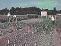 onion crop farms1980s 1990s A4 Photo Print
