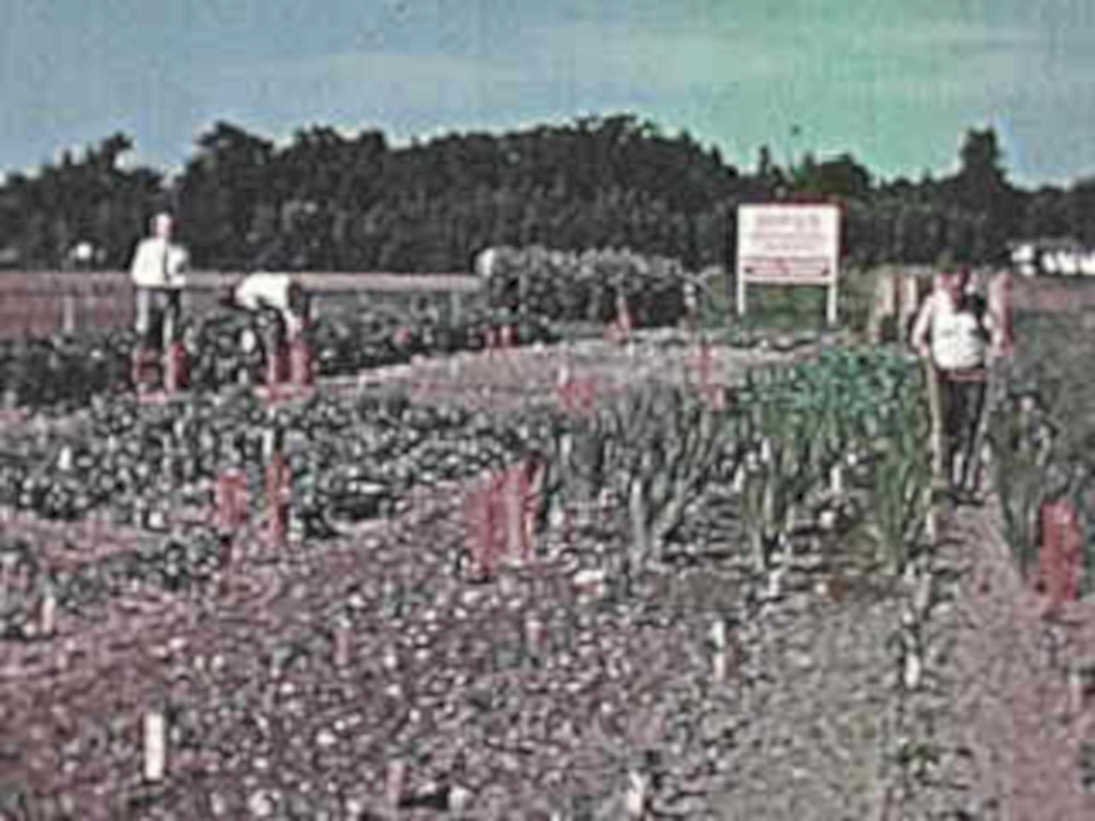 onion crop farms1980s 1990s A4 Photo Print