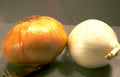 onions comparison raw Vintage A4 Photo Print