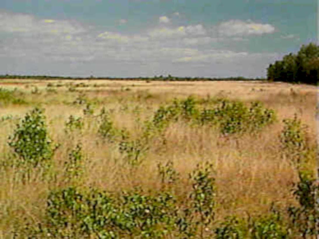 open field grassland1980s 1990s A4 Photo Print