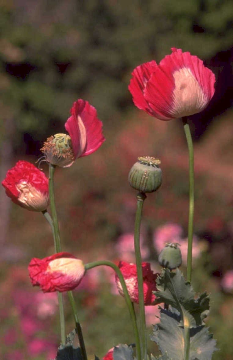 opium poppies red 1980s 1990s A4 Photo Print