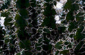 opuntia bloom spines1980s 1990s A4 Photo Print