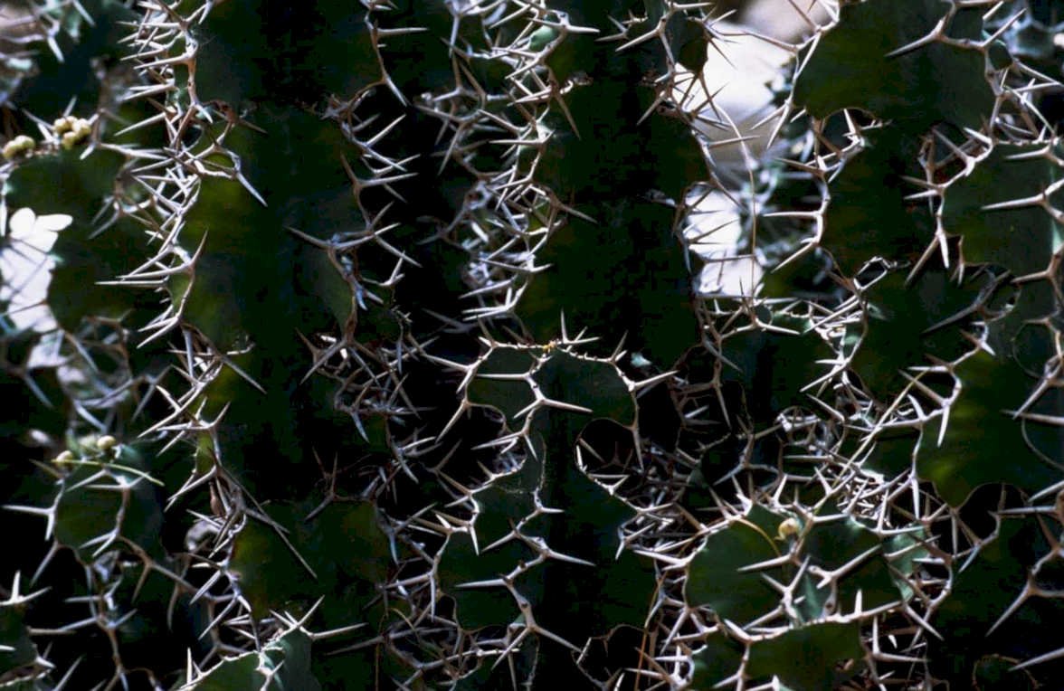 opuntia bloom spines1980s 1990s A4 Photo Print
