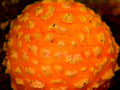 orange bumpy fruit1980s 1990s A4 Photo Print