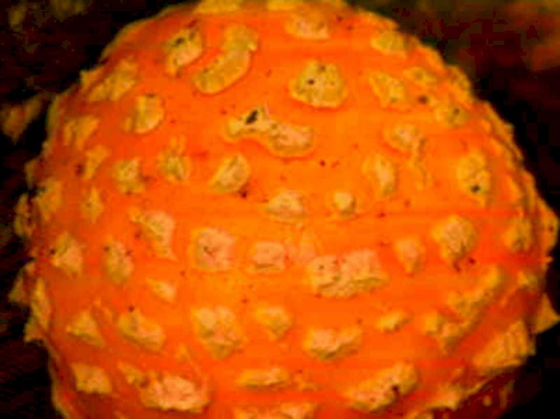 orange bumpy fruit1980s 1990s A4 Photo Print