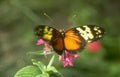 orange butterfly flower Vintage A4 Photo Print