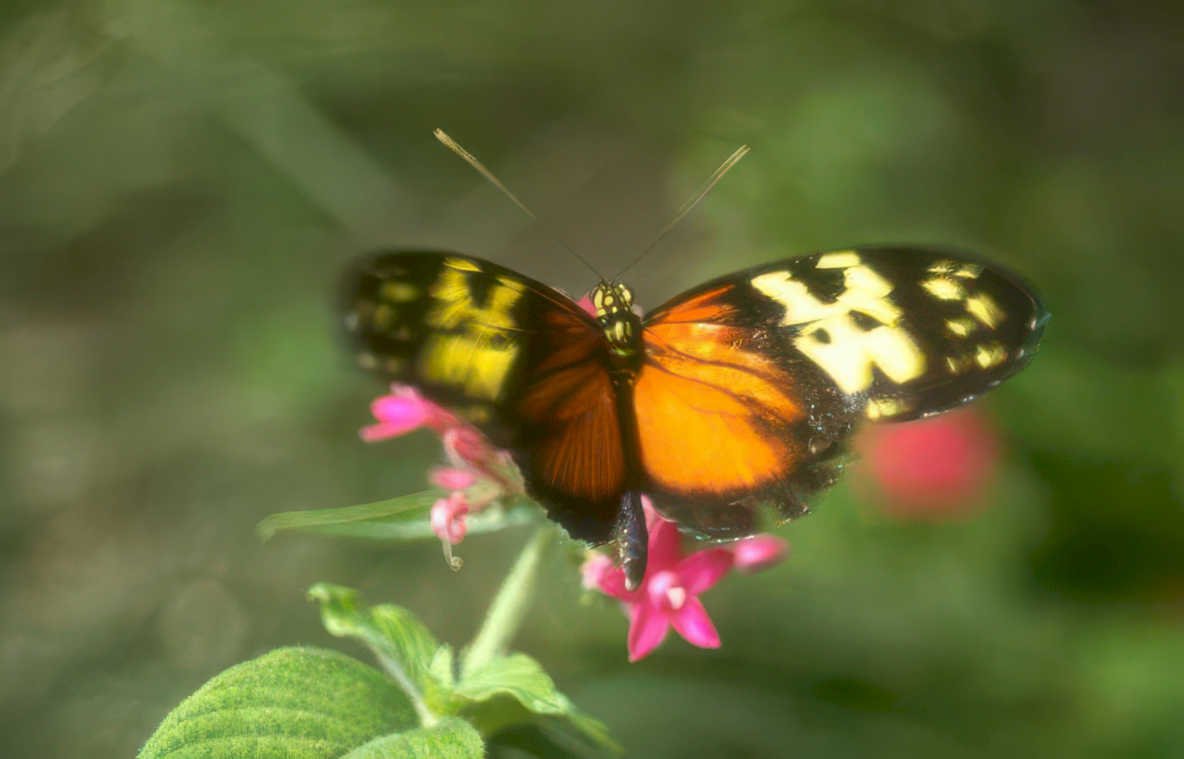 orange butterfly flower Vintage A4 Photo Print