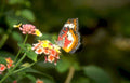 orange butterfly lantana Vintage A4 Photo Print