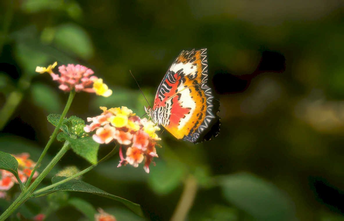 orange butterfly lantana Vintage A4 Photo Print