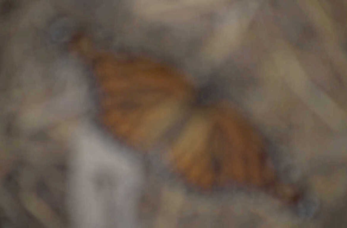orange butterfly macro 1980s 1990s A4 Photo Print