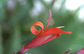 orange canna lily Vintage A4 Photo Print