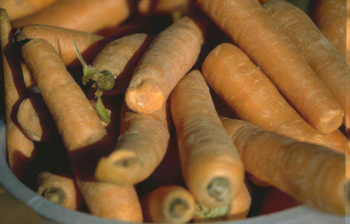 orange carrots pile Vintage A4 Photo Print
