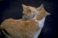 orange cats twigs 1980s 1990s A4 Photo Print