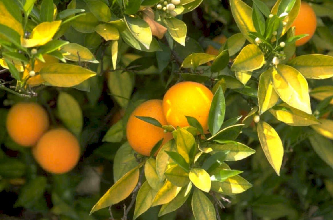 orange citrus fruit 1980s 1990s A4 Photo Print