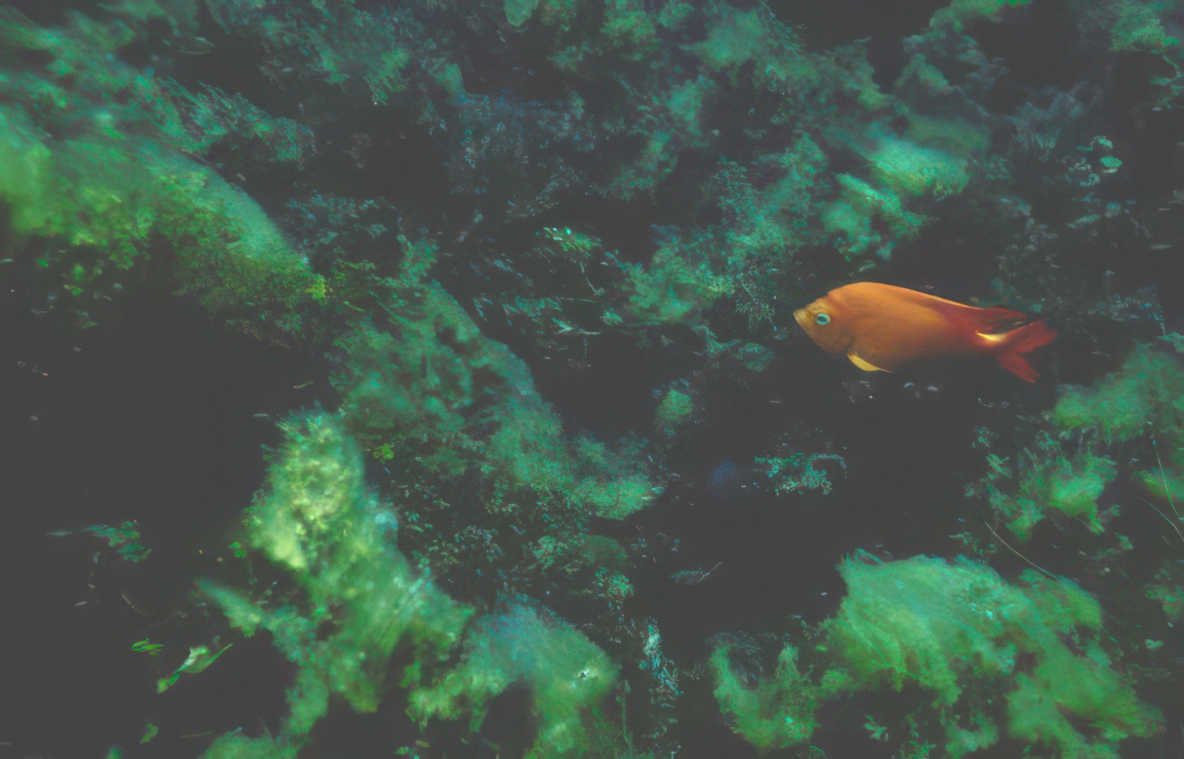 orange clownfish reef Vintage A4 Photo Print