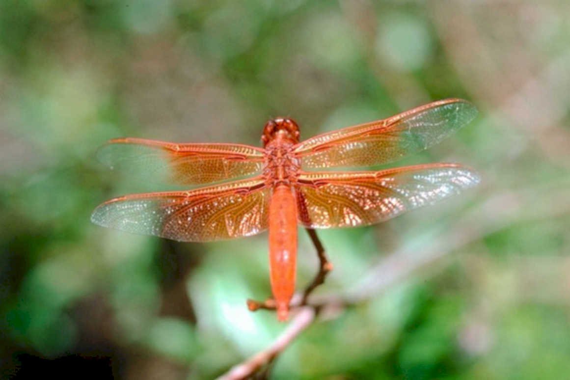 orange dragonfly twig1980s 1990s A4 Photo Print