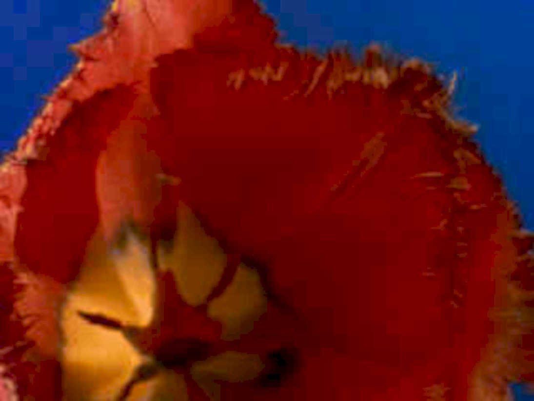 orange flower macro1980s 1990s A4 Photo Print
