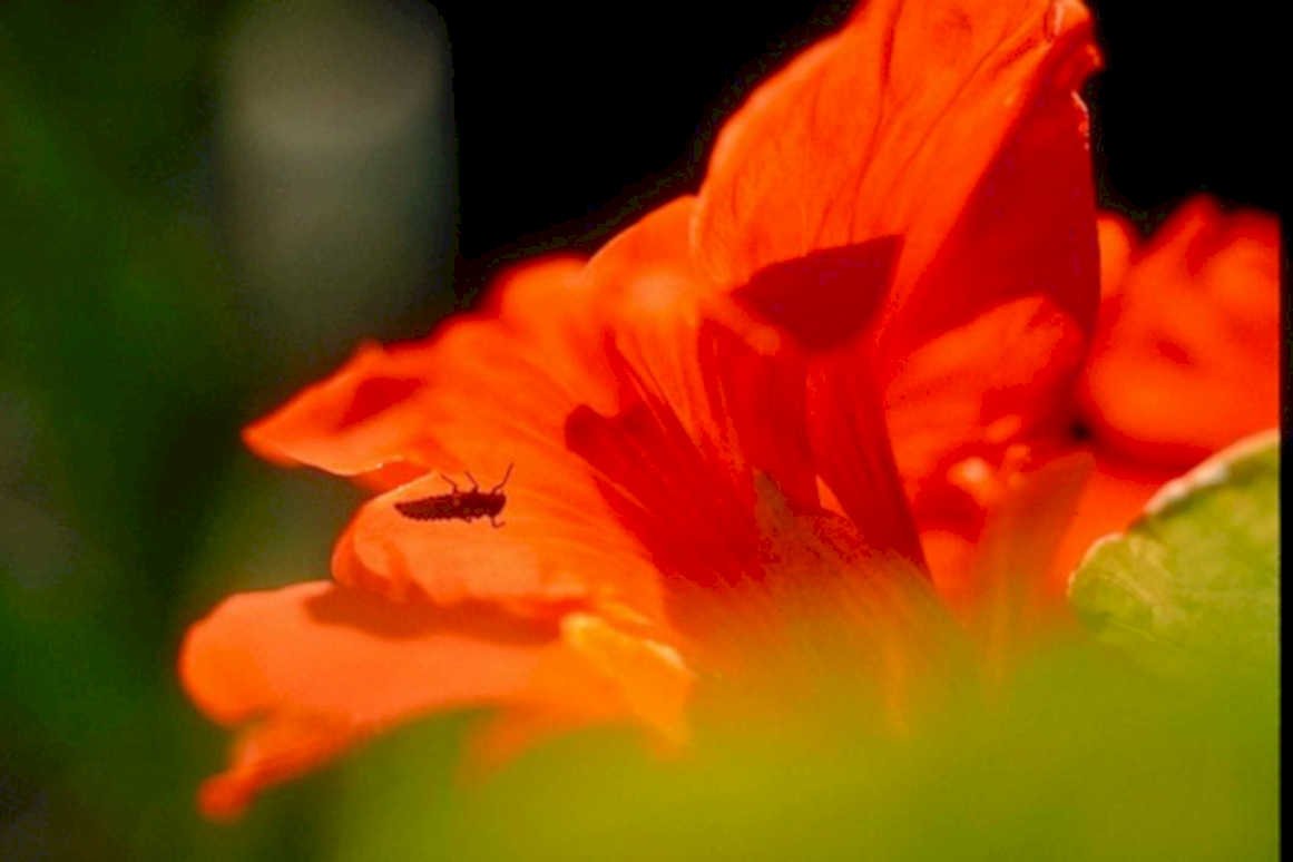 orange flower spider1980s 1990s A4 Photo Print
