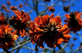 orange flowers sky1980s 1990s A4 Photo Print