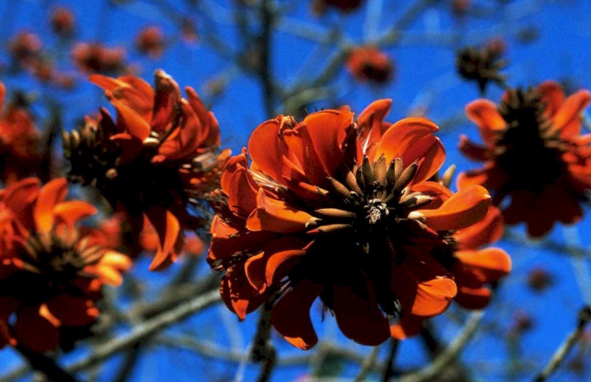 orange flowers sky1980s 1990s A4 Photo Print