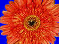 orange gerbera daisy1980s 1990s A4 Photo Print