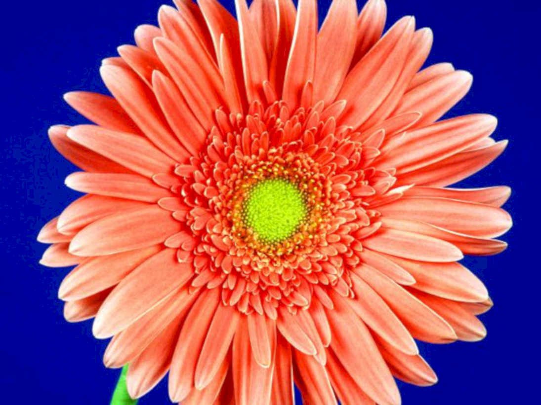 orange gerbera flower1980s 1990s A4 Photo Print