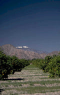 orange grove mountains 1980s 1990s A4 Photo Print