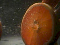 orange juice slice1980s 1990s A4 Photo Print