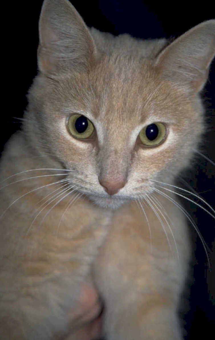 orange kitten portrait 1980s 1990s A4 Photo Print