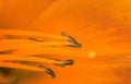 orange lily flower Vintage A4 Photo Print