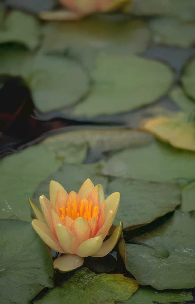orange lily pad GIGA 2