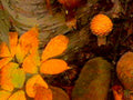 orange maple leaves1980s 1990s A4 Photo Print