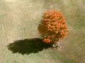 orange maple shadow1980s 1990s A4 Photo Print