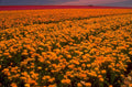 orange marigolds sunset 1980s 1990s A4 Photo Print