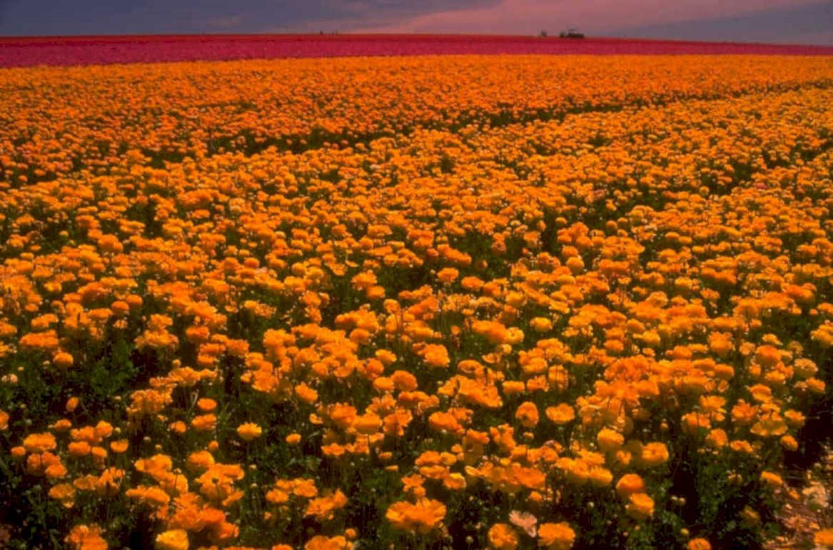 orange marigolds sunset 1980s 1990s A4 Photo Print