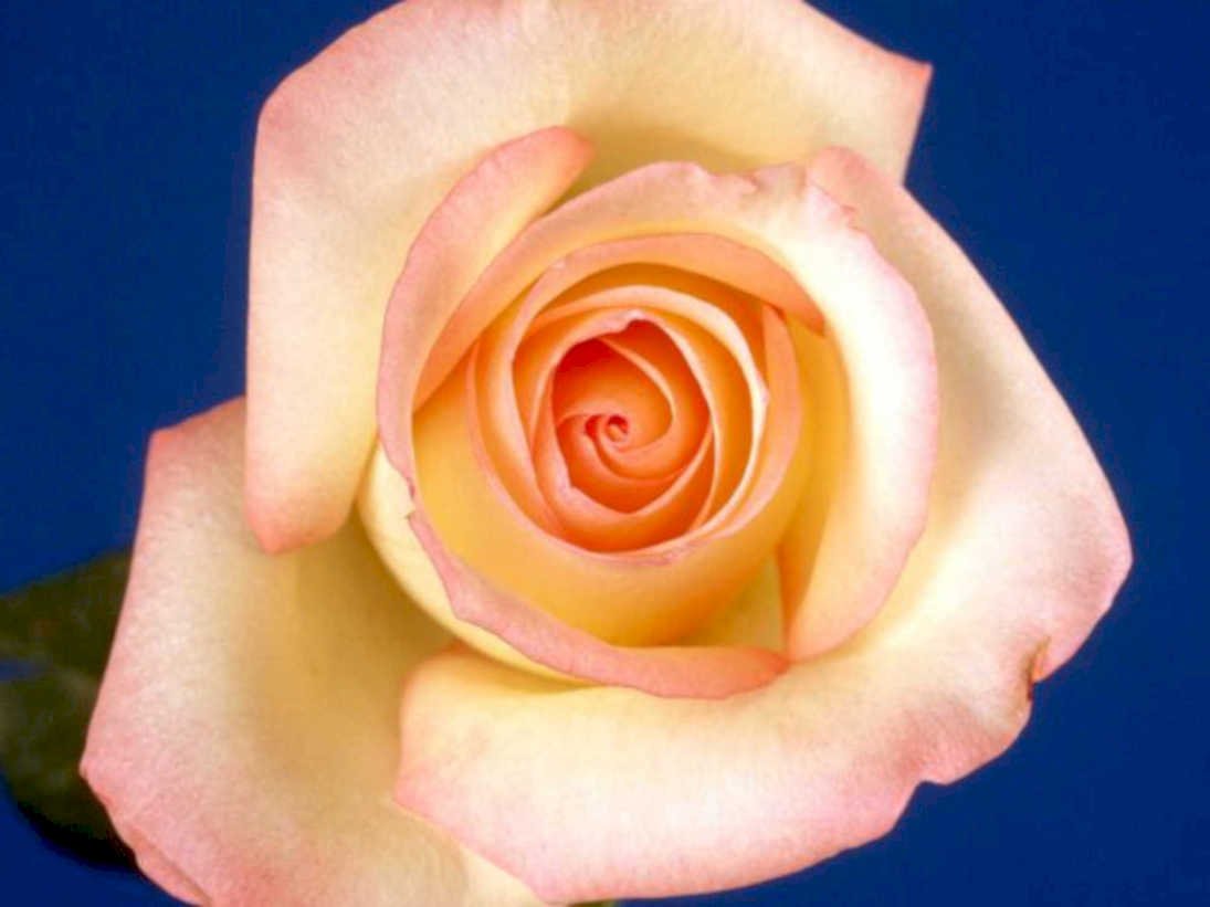 orange pink rose1980s 1990s A4 Photo Print