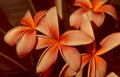 orange plumeria flowers Vintage A4 Photo Print