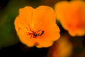 orange poppies bee1980s 1990s A4 Photo Print