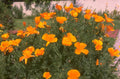 orange poppies building 1980s 1990s A4 Photo Print